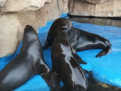 -华夏文旅海洋公园