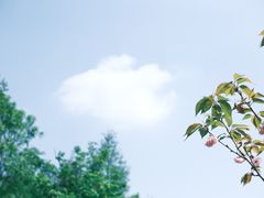 -三垟湿地