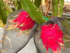 -尚果生态采摘园