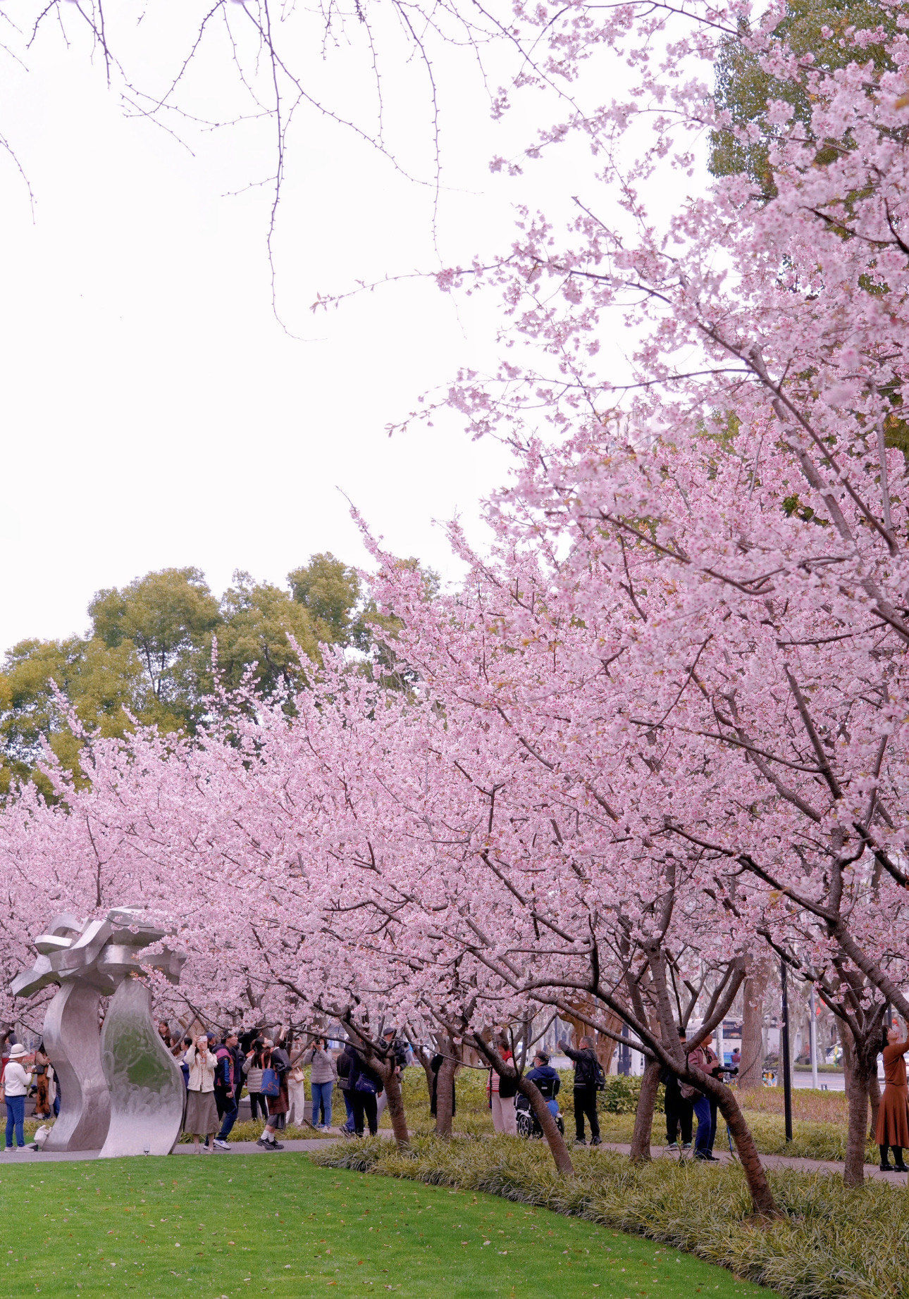 应该没有男生和女生会拒绝樱花粉既然拒绝不了,那就大胆爱吧!