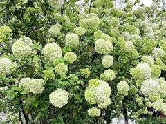 -大龙山(地铁站)