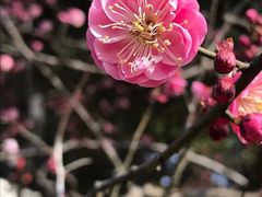 -无锡梅园公园