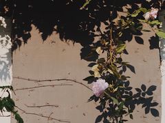 -百花洲