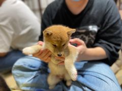 -逗柴咖啡屋·狗咖猫咖宠物桌游