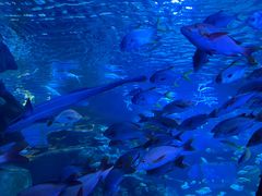 -太平洋海底世界