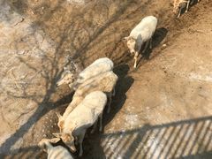 -石家庄市动物园