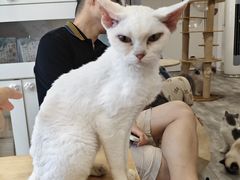 -楼上猫咖(罗湖店)