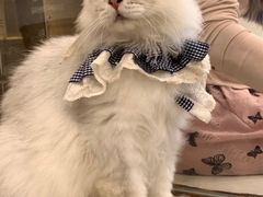 -共舞时光猫咖·狗咖(新街口店)
