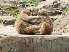 -合肥野生动物园