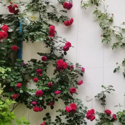 -四川娇点医学美容医院