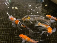 -唐廊烤鸭店(工体店)