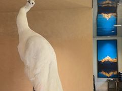 -滇西王子·山风云南菜·丽江地标品牌(古城南门店)