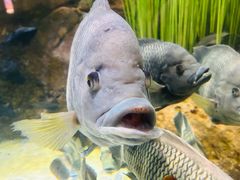 -上海海洋水族馆