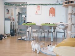 -有喵·猫咖·狗咖·30几只猫10只小狗(岗厦店)