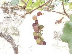 -马陆小张葡萄园农家乐