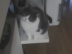 -欣宠猫屋·矮脚拿破仑·蓝金金渐层