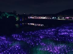 -大塘金香草谷
