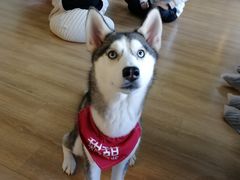 -Husky Go! 哈士奇体验馆·宠物咖啡厅狗咖