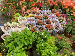 -双季花艺园艺市场(浦东店)