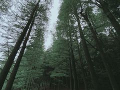 -四明山国家森林公园