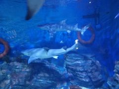 -烟台海昌鲸鲨海洋公园