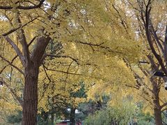 -丰台花园