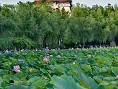 -莲花池公园
