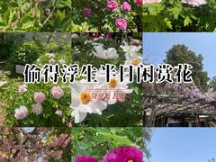 -洛阳市牡丹公园