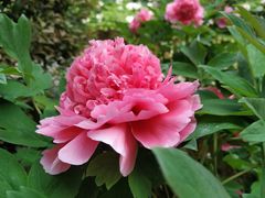 -洛阳市隋唐城遗址植物园