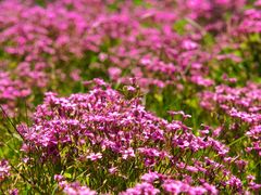 -新虹桥中心花园