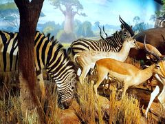 -陕西自然博物馆