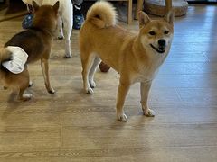-南京Hallo宠物乐园·哈罗犬舍·柴犬繁育基地