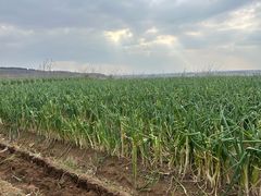 -伍忠号黄家烤肉正宗楼