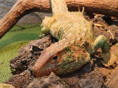 -上海大自然野生昆虫馆(东方明珠·爬宠昆虫探索中心)