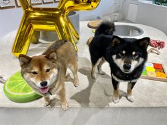 -柴务处·柴犬主题狗咖