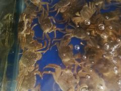 -阳澄湖大闸蟹·琼灵阁牌品牌连锁(吴中总店)