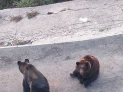 -大青山野生动物园