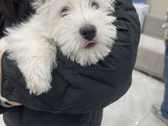 -安安宠医宠物医院·异宠·犬猫内科(岳阳分院)