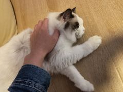 -南京Hallo宠物乐园·哈罗犬舍·柴犬繁育基地