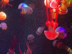 -海合安成都极地海洋公园