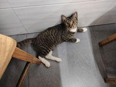 -九斤黄三黄鸡专卖店