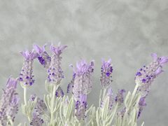 -北海金海湾红树林生态旅游区