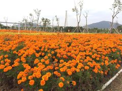 -芒洲湿地公园