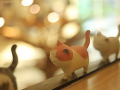 -飞行喵MR PILOT|猫舍·猫咖(静安大融城店)