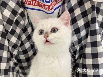 打卡桥北一级棒的猫猫馆:小财猫名喵馆