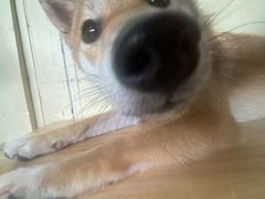 -柴犬高等学院·狗咖·柴犬售卖·宠物训练