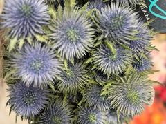 -双季花艺园艺市场(浦东店)