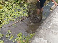-靖西鹅泉风景区