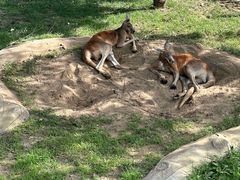 -大连森林动物园