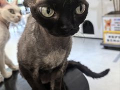 -琪喵猫屋·撸猫猫咖·猫舍